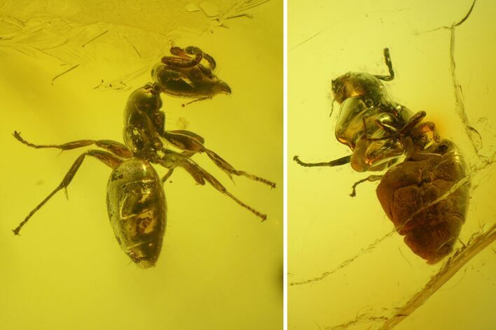 Two Detailed Fossil Ants (Formicidae) In Baltic Amber #200186